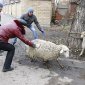 Московские депутаты не поддержали законопроект, регламентирующий жертвенное заклание животных